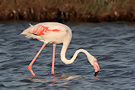 Stor Flamingo, Italien 9. august 2012 Foto: Helge Sørensen