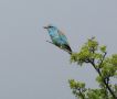 European Roller, Morocco 6th of May 2012 Photo: Jens Thalund