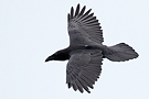 Northern Raven, Denmark 24th of September 2012 Photo: Helge Sørensen