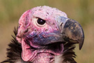 Lappet-faced Vulture, Kenya 28th of July 2012 Photo: Lars Andersen