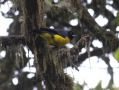 Hooted Mountain-tanager (Buthraupis montana), Colombia 5th of July 2012 Photo: Klaus Malling Olsen