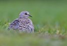 European Turtle Dove, Sweden 14th of October 2012 Photo: Tomas Lundquist