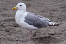 Glaucous-winged Gull x Western Gull, adult, USA 4th of August 2012 Photo: Richard Bonser