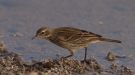 Water Pipit, Turkey 12th of October 2012 Photo: Silas K.K. Olofson