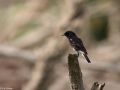 Pied Bush Chat, 7th to Israel!, Israel 18th of October 2012 Photo: Oz Horine