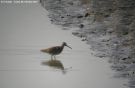 Short-billed Dowitcher, 1cy, France 22nd of October 2012 Photo: Dubois Laurent Yves