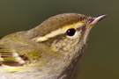 Yellow-browed Warbler, Sweden 20th of October 2012 Photo: Tommy Holmgren