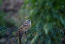 Rock Bunting, Spain 15th of October 2012 Photo: Andreas Bennetsen Boe