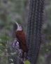 Straight-billed Woodcreeper (Xiphorhynchus picus), ssp. choicus, Colombia 27th of June 2012 Photo: Klaus Malling Olsen