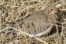 Mourning Dove, Azores 23rd of October 2012 Photo: Eric Didner