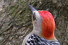 Hybrid: Hoffmann's Woodpecker  X Red-crowned Woodpecker, Costa Rica 15th of February 2011 Photo: Søren Kristoffersen