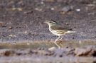 Northern Waterthrush, Azores 8th of October 2012 Photo: Eric Didner