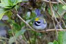 Golden-winged Warbler, Azores 12th of October 2012 Photo: Eric Didner