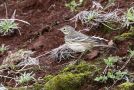 Buff-bellied Pipit, Azores 19th of October 2012 Photo: Eric Didner