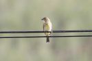 Dickcissel, Azores 14th of October 2012 Photo: Eric Didner