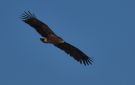Greater Spotted Eagle, Turkey 27th of October 2012 Photo: Silas K.K. Olofson