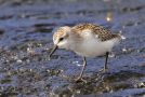 Semipalmated Sandpiper, 1cy, Azores 24th of October 2012 Photo: Eric Didner