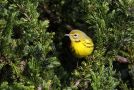 Prairie Warbler, Azores 20th of October 2012 Photo: Eric Didner