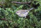 Myrtle Warbler, Azores 20th of October 2012 Photo: Eric Didner