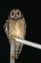 Marsh Owl, Madagascar 16th of November 2012 Photo: Anders Bacher Nielsen