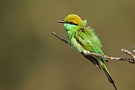 Arabian Green Bee-eater, India 1st of February 2012 Photo: Helge Sørensen