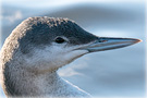Red-throated Loon, 