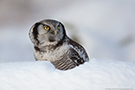 Northern Hawk-owl, Sweden 3rd of December 2012 Photo: Johnny Salomonsson