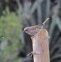 Swainson's Sparrow, Ethiopia 28th of October 2012 Photo: Jens Thalund
