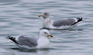 European Herring Gull, Ad. sodr., Denmark 25th of December 2012 Photo: Hans Henrik Larsen