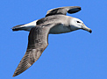 Hvidkronet Albatros, Immature, Australien 8. september 2012 Foto: Niels Behrendt