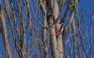 Syrian Woodpecker, Turkey 27th of December 2012 Photo: Silas K.K. Olofson
