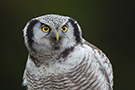 Northern Hawk-owl, Sweden 2nd of January 2013 Photo: Johnny Salomonsson