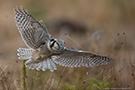 Northern Hawk-owl, Sweden 4th of January 2013 Photo: Johnny Salomonsson