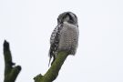 Northern Hawk-owl, Denmark 7th of January 2013 Photo: Lars Birk