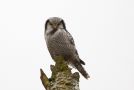 Northern Hawk-owl, Denmark 10th of January 2013 Photo: Poul West Lauritsen
