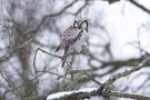 Northern Hawk-owl, Denmark 14th of January 2013 Photo: Lars Birk