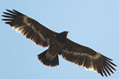 Steppe Eagle, Nepal 23rd of February 2012 Photo: Søren Kristoffersen