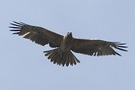 Bonelli's Eagle, Nepal 18th of February 2012 Photo: Søren Kristoffersen