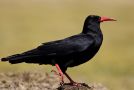 Red-billed Chough, Adult, Ethiopia 17th of December 2012 Photo: Thomas Varto Nielsen