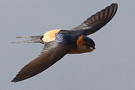 Red-rumped Swallow, Nepal 13th of February 2012 Photo: Søren Kristoffersen