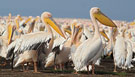 Hvid Pelikan, Et hav af pelikaner, Kenya 29. juni 2011 Foto: Hans Henrik Larsen