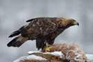 Golden Eagle, Kongen av Flatanger, Norway 19th of January 2013 Photo: Morten Winness