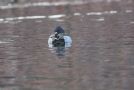 Ring-necked Duck, 2cy male, Denmark 30th of January 2013 Photo: Thomas Elbek