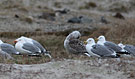 European Herring Gull, Tukanmåge, Denmark 3rd of February 2013 Photo: Hans Henrik Larsen