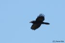 Northern Raven, Spain 5th of January 2013 Photo: Arne Kiis