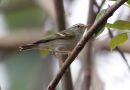 Yellow-browed Warbler, Thailand 30th of January 2013 Photo: Klaus Malling Olsen