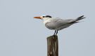 American Royal Tern, Peru 28th of December 2012 Photo: Janis von Heyking