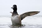 Ring-necked Duck, Denmark 10th of February 2013 Photo: Simon Berg Pedersen