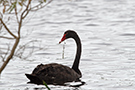Black Swan, Australia 14th of November 2012 Photo: Morten Winness