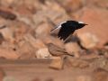 White-crowned Wheatear, Israel 31st of January 2013 Photo: Silas K.K. Olofson